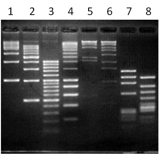 agarose-s_2%