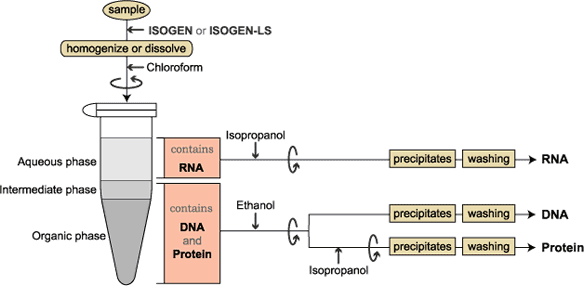 protocol