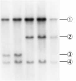 agarose-h_data1