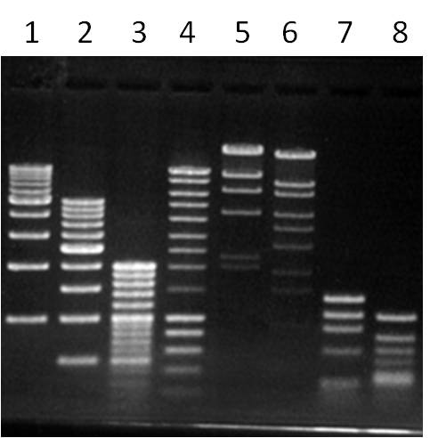 agarose-s_1%