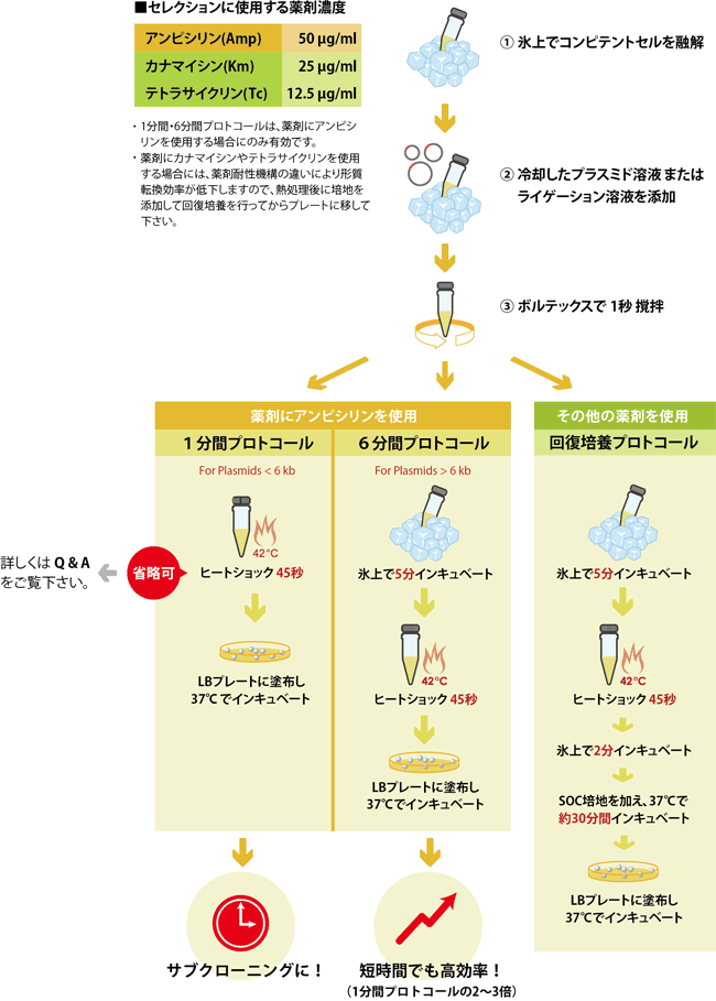 ECOS時短プロトコール