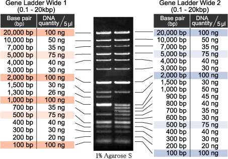 gene-ladder-wide