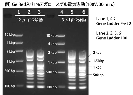 GelRedで先染めの場合