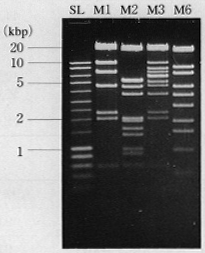 1% agarose s