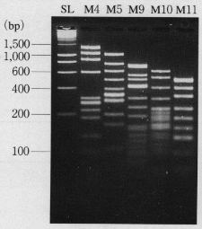 3% agarose 21