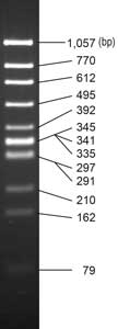 One STEP Marker 5