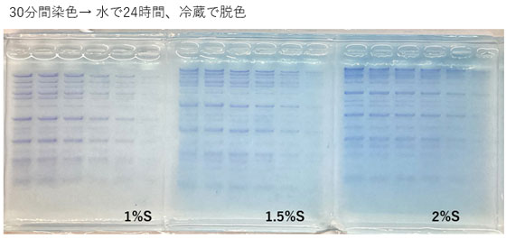 30分染色、24時間脱色
