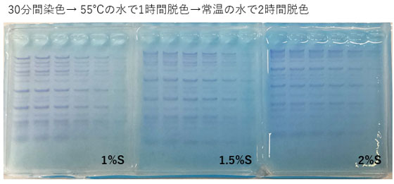 30分染色、3時間脱色