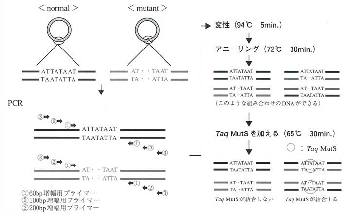 pcr-product