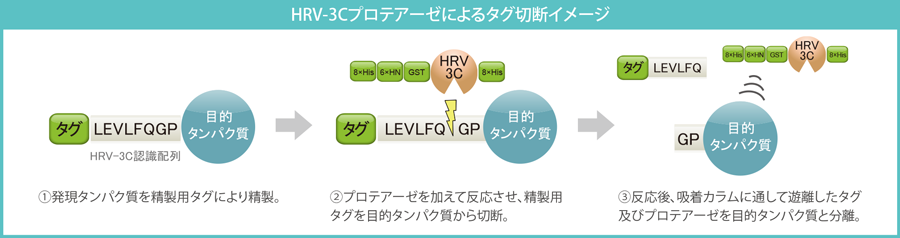 HRV-3C Proteaseによるタグ切断イメージ