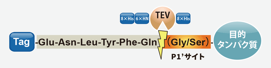 TEV Protease イメージ